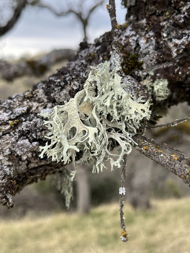 iNaturalist observation photo of Oakmoss