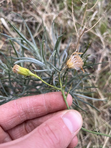 iNaturalist observation photo of Douglas' threadleaf ragwort