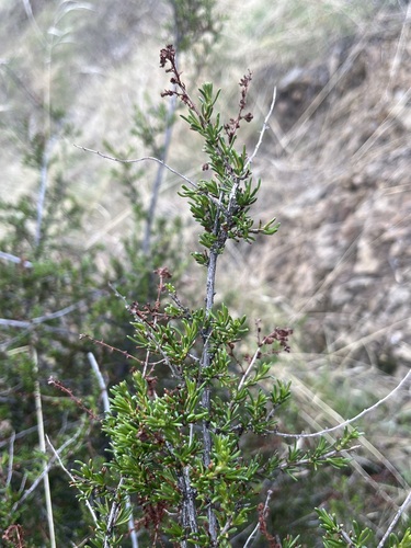 iNaturalist observation photo of chamise