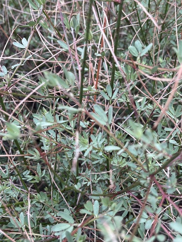 iNaturalist observation photo of deerweed