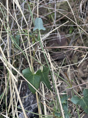 iNaturalist observation photo of Pacific False Bindweed