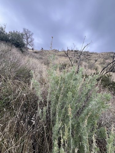 iNaturalist observation photo of California sagebrush