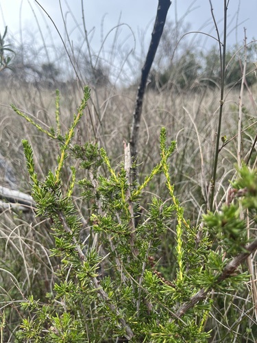 iNaturalist observation photo of chamise
