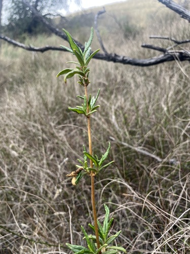 iNaturalist observation photo of orange bush monkeyflower