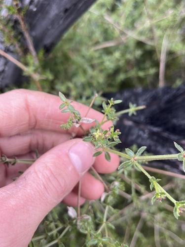 iNaturalist observation photo of Galium porrigens porrigens