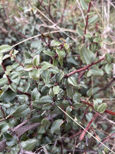 iNaturalist observation photo of hollyleaf redberry
