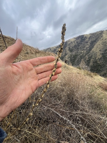 iNaturalist observation photo of Sierra Snapdragon