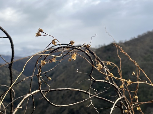 iNaturalist observation photo of Pacific False Bindweed