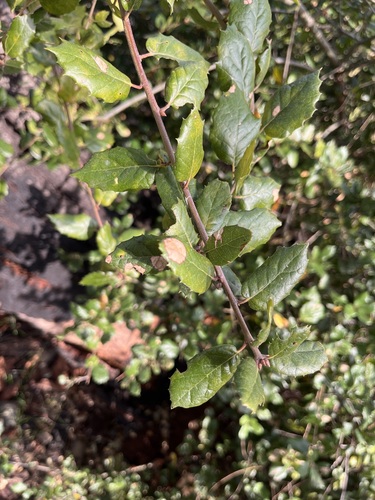 iNaturalist observation photo of coast live oak