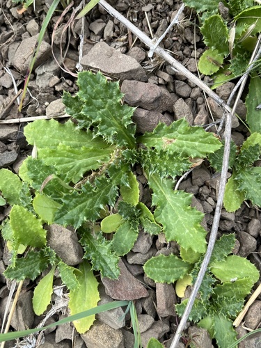 iNaturalist observation photo of Italian thistle
