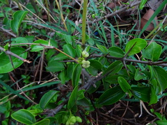 Canthium coromandelicum
