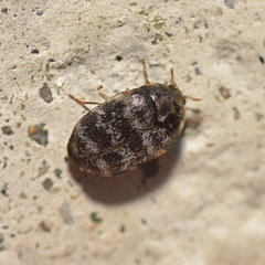 Trogoderma glabrum