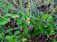 Canthium coromandelicum