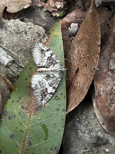 iNaturalist observation photo of Hydriomena