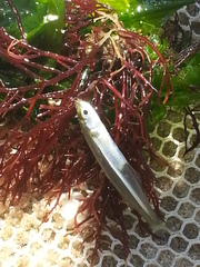Atheriniformes