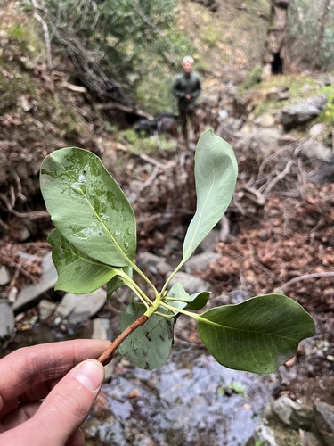iNaturalist observation photo of Pacific madrone