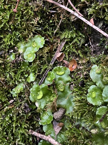 iNaturalist observation photo of Crescent-cup liverwort