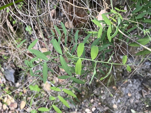 iNaturalist observation photo of Pacific pea
