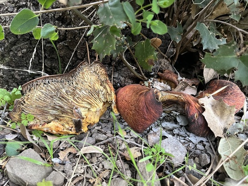 iNaturalist observation photo of western jack-o'-lantern