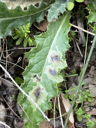 iNaturalist observation photo of Insects