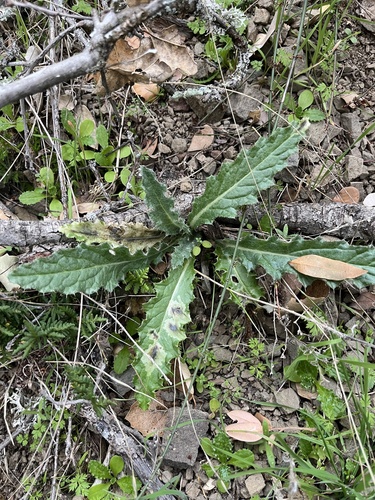 iNaturalist observation photo of Cobwebby Thistle