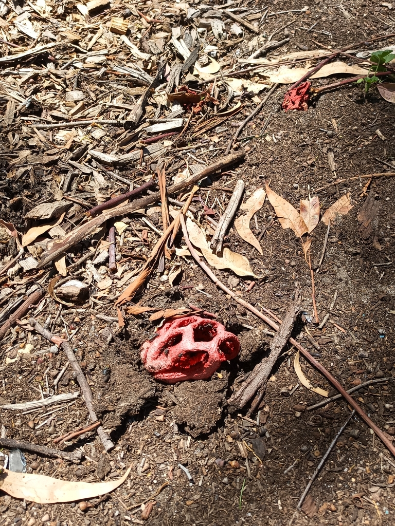 Clathrus ruber · January 2025 · photo: © evietchi (iNaturalist, cc-by-sa)