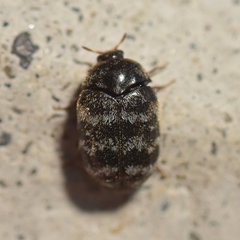 Trogoderma glabrum