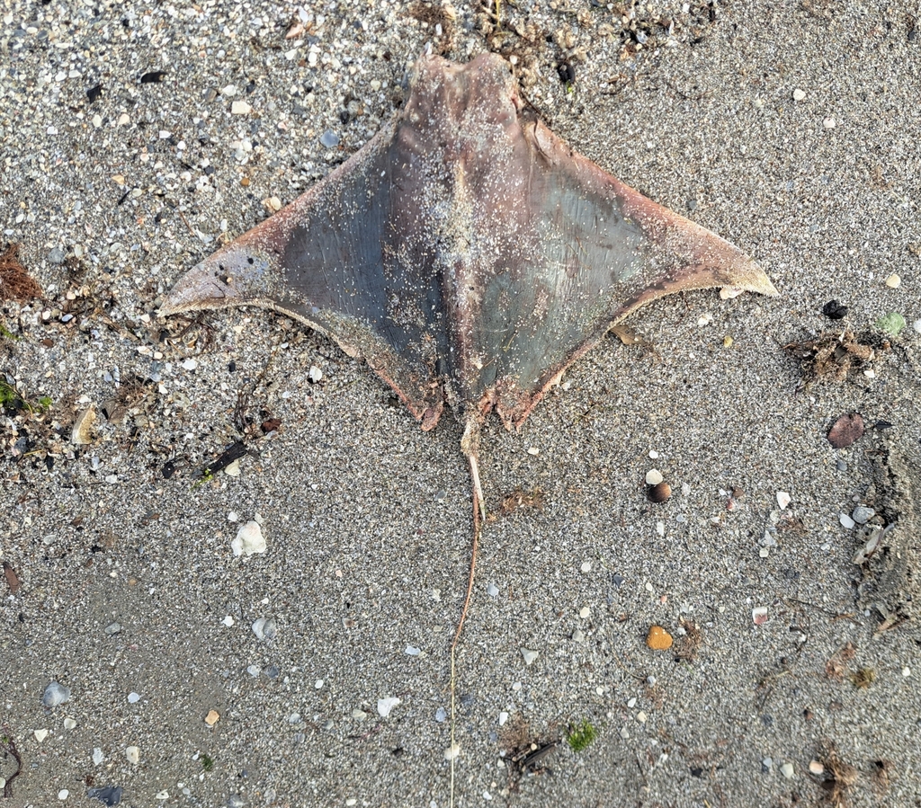 Brazilian cownose ray (Rhinoptera brasiliensis) — Myliobatidae