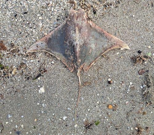 Brazilian cownose ray (Rhinoptera brasiliensis) — Myliobatidae