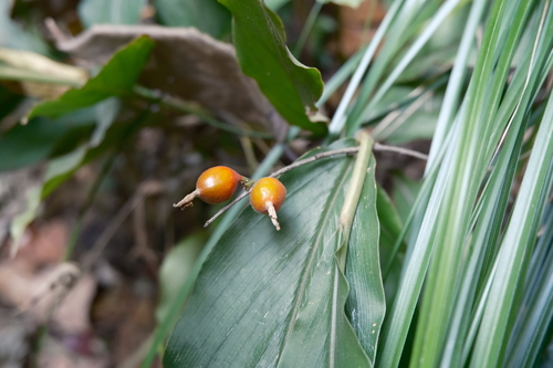 Image of Alpinia japonica by (c) 王天, some rights reserved (CC BY)