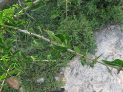 Canthium coromandelicum