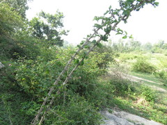 Canthium coromandelicum