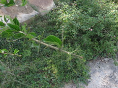 Canthium coromandelicum