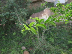 Canthium coromandelicum