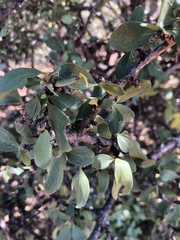 Ehretia rigida nervifolia