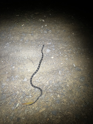 Stephens' Banded Snake sighting