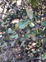 Ehretia rigida nervifolia