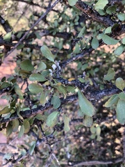 Ehretia rigida nervifolia