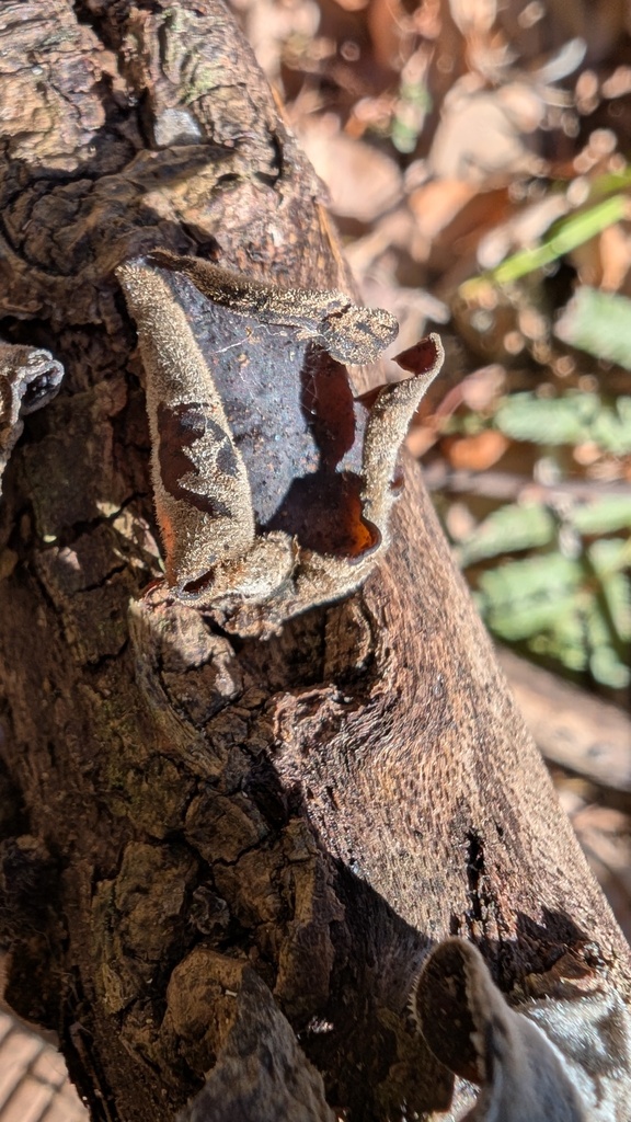 Auricularia polytricha · January 2025 · photo: © atsushi_nakajima_cirque (iNaturalist, cc-by)