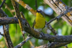 Icteria virens virens