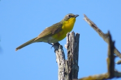 Icteria virens virens