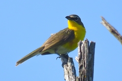 Icteria virens virens