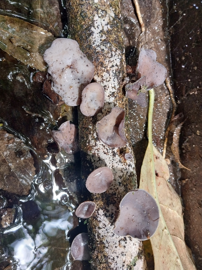 Auricularia cornea · January 2025 · photo: © kiwialli (iNaturalist, cc-by)