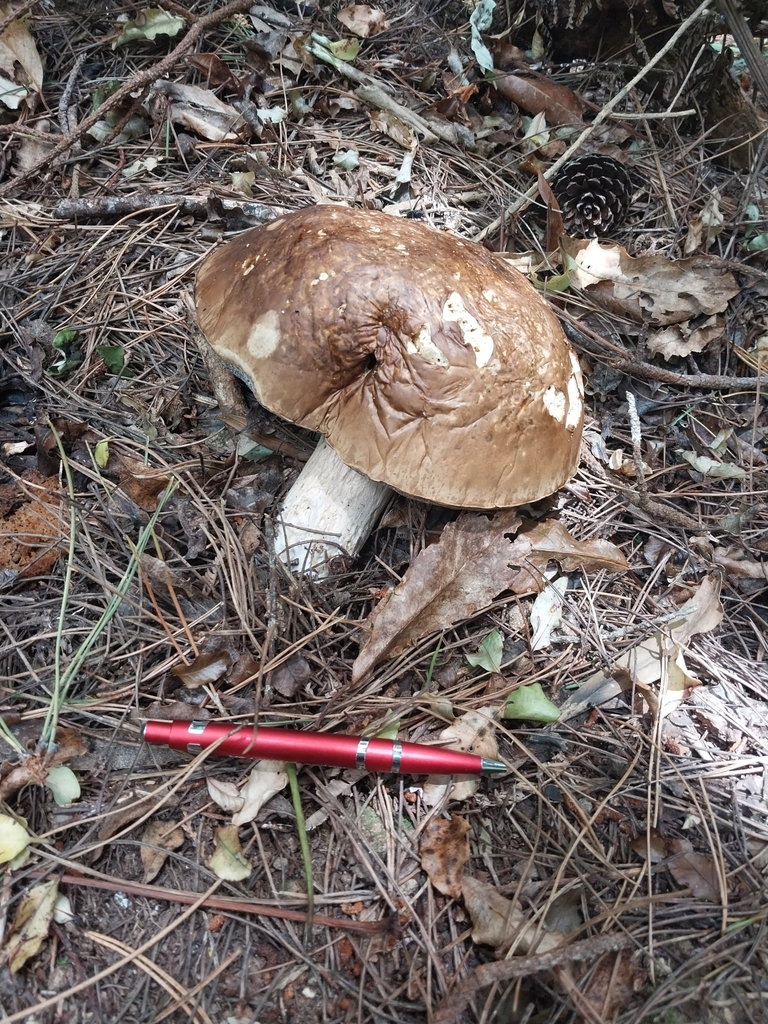 Boletus edulis · January 2025 · photo: © kiwialli (iNaturalist, cc-by)