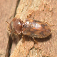Heterocerus collaris