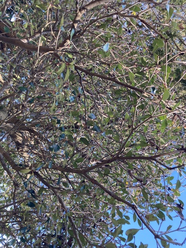 Foto de Abricó-de-jardim