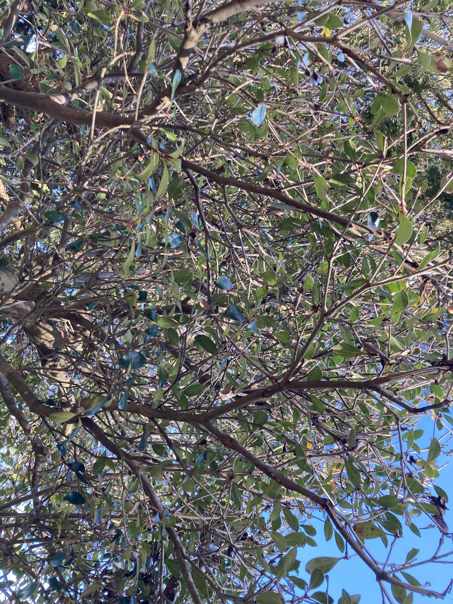 Imagem de Abricó-de-jardim