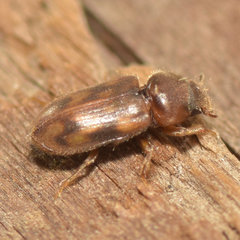 Heterocerus collaris
