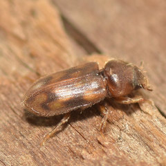 Heterocerus collaris