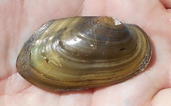 Uniomerus tetralasmus